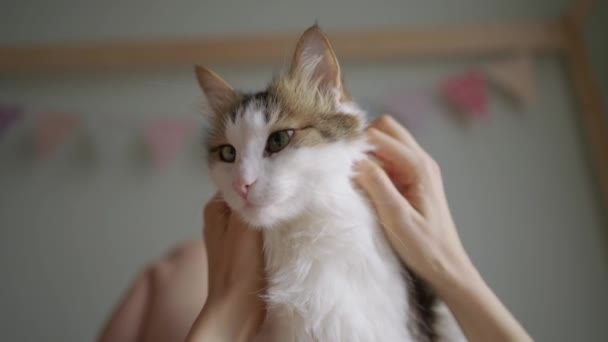 Mladá žena leží na posteli přikrývky a hladí nadýchanou kočku — Stock video
