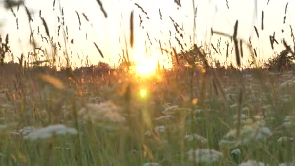Стебла м'якої тканини та прянощів сяють у вітрі на схід сонця — стокове відео