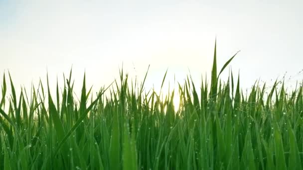 Довгі зелені стебла трави з проривами роси на схід сонця — стокове відео