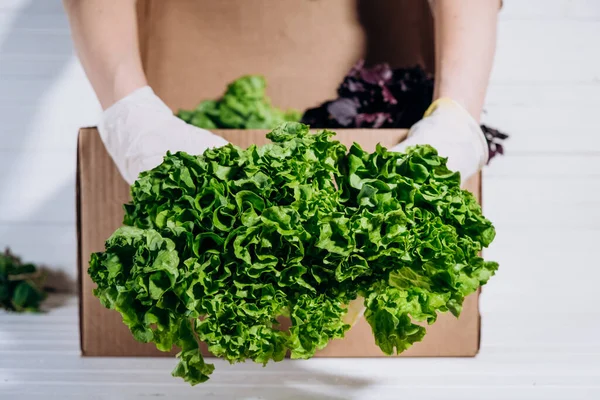 Доставка свіжих овочів і трав онлайн протягом карантину, рука в гумовій рукавичці тримає свіжий кущ салату перед кортоновою коробкою — стокове фото