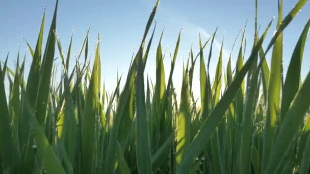 Motion past long green stems of grass against sunrise — Stock Video