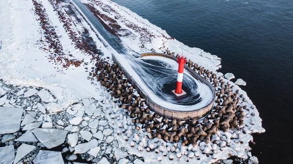 Vista aérea de un pequeño faro rojo en el mar rodeado de rompeolas y hielo —  Fotos de Stock