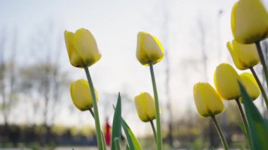 Yellow tulips with green leaves grow in city park against clear sky in spring. Vibrant flowers bloom at sunlight on blurred background closeup slow motion