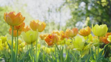 Yellow and red tulips with green leaves grow in city park on blurred background. Bright sunlight illuminates beautiful flowers close view