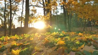 Bright sunlight breaks through lush yellowed trees illuminating autumn park. Fallen colorful leaves lie on ground in sunny morning