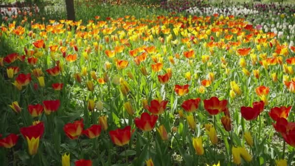 Bright Orange Yellow Tulips Green Leaves Grow City Park Flowerbed — Stok video