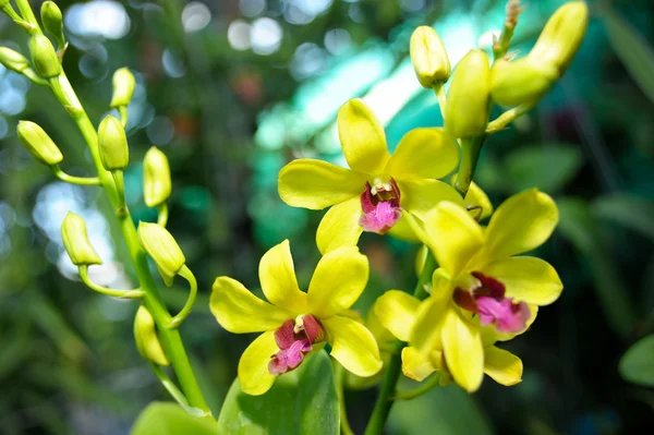 Orquídea — Fotografia de Stock