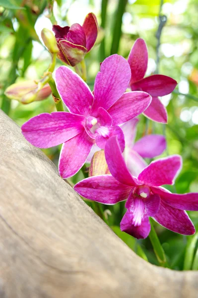 Orchidee — Stockfoto