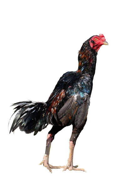 Kyckling isolera på vit — Stockfoto