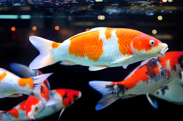 Acquario — Foto Stock