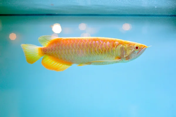 水族館 — ストック写真