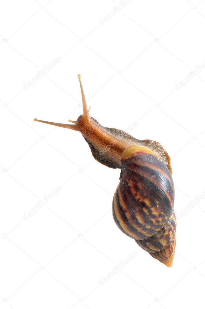 Snail on whte
