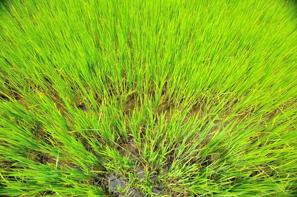 Arrozal de arroz — Foto de Stock