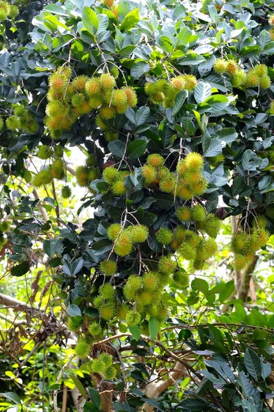 Ramboetan op boom — Stockfoto