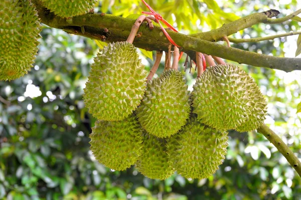 Durian δέντρα — Φωτογραφία Αρχείου