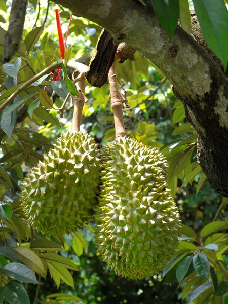 Durian stromy — Stock fotografie