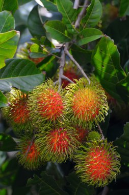 Rambutan ağaç üzerinde