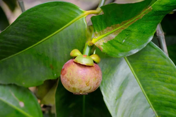 Mangosteen op boom — Stockfoto