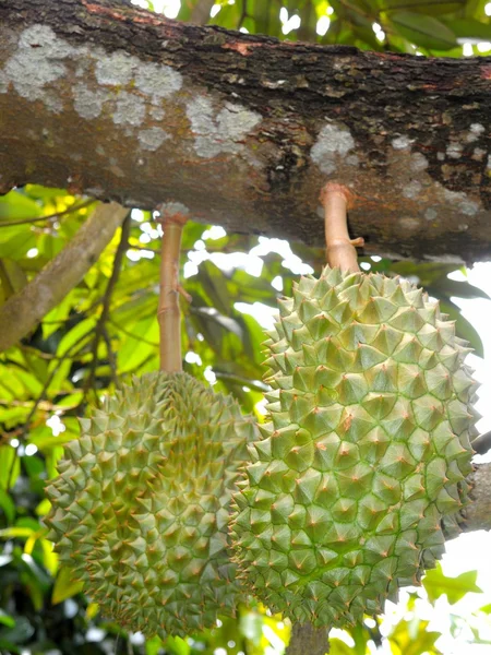 Durian stromy — Stock fotografie