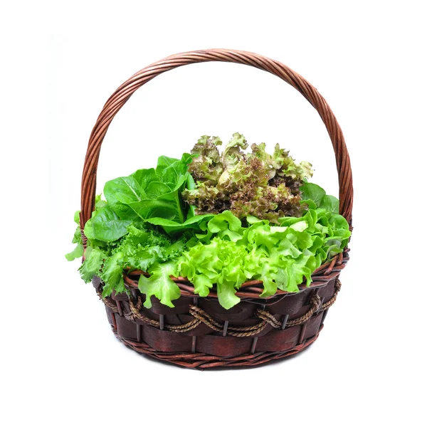 Lettuce — Stock Photo, Image