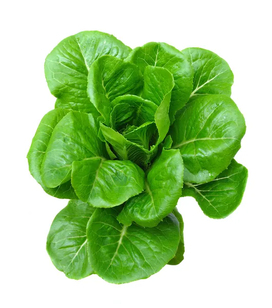 Lettuce — Stock Photo, Image