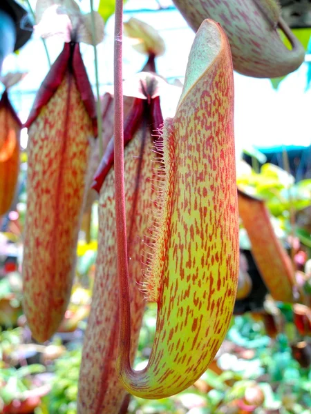 Nepenthes — Stock fotografie