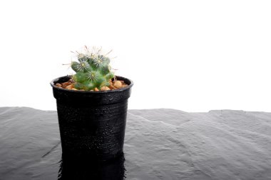 kaktüs kadar yakın