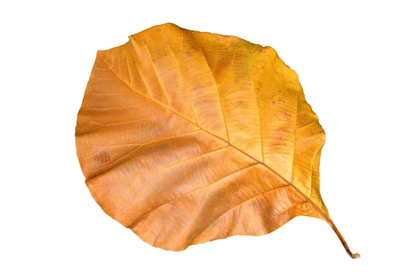 Pomarańczowy liści — Zdjęcie stockowe