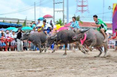 Festivali racing manda