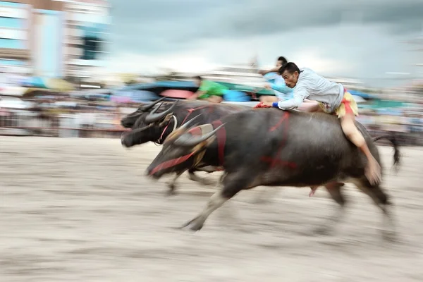 Buffalo Racing Festival – stockfoto