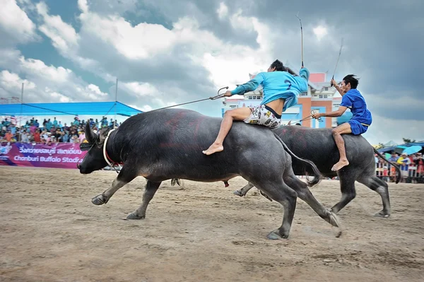 水牛レース祭 — ストック写真