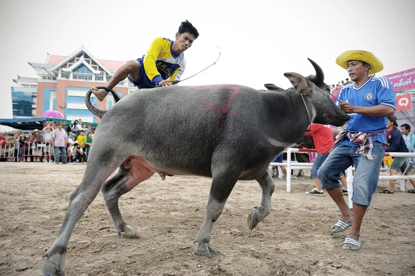 Festival de carreras de búfalo — Foto de Stock