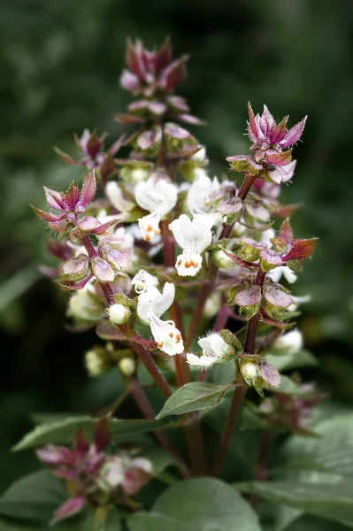 Flowers of basil — Stock Photo, Image