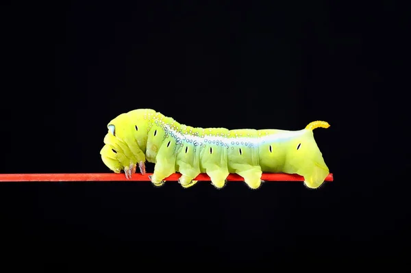 Green worm — Stock Photo, Image