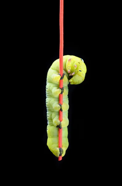 Groene worm — Stockfoto