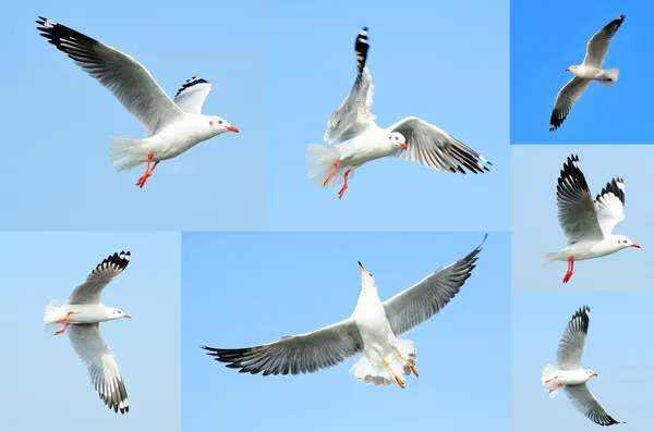 Gaviota — Foto de Stock