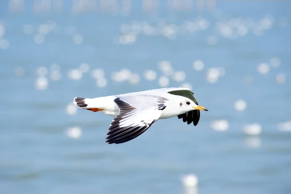 Gaviota —  Fotos de Stock