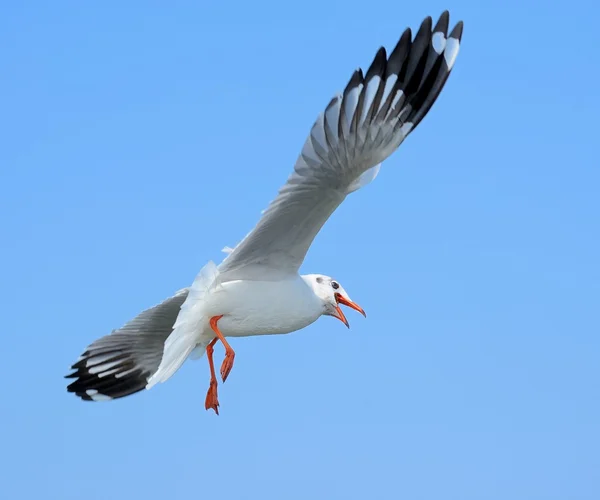 Möwe — Stockfoto