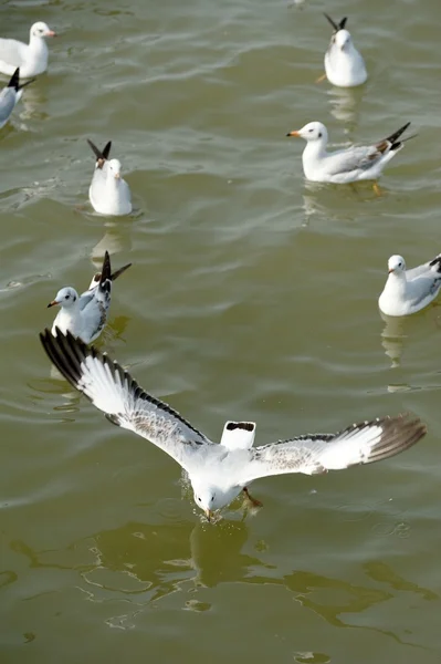 Gaviota —  Fotos de Stock