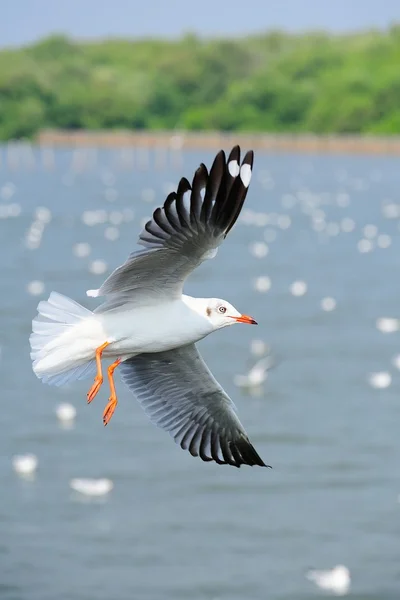 Möwe — Stockfoto