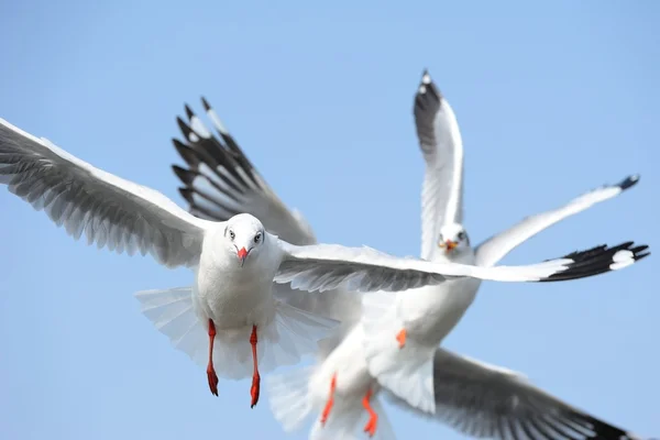 Gaviota —  Fotos de Stock