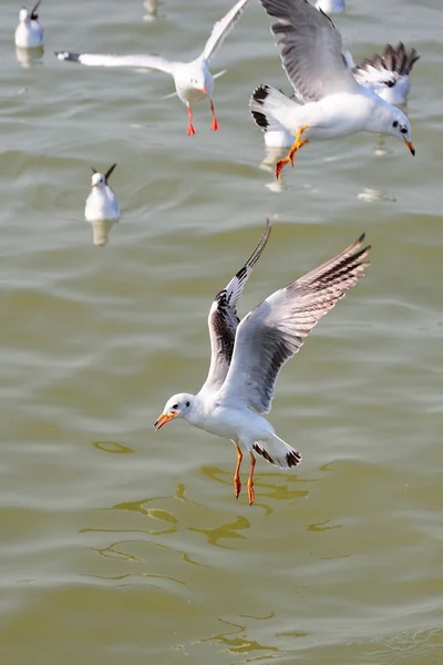 Mouette — Photo