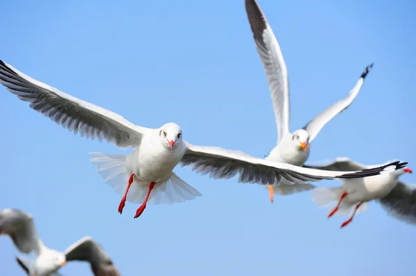 Gaivota — Fotografia de Stock