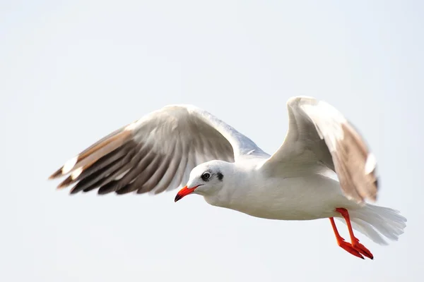 Gaivota — Fotografia de Stock