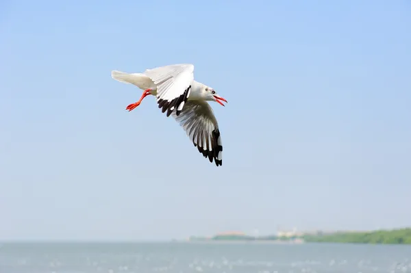 Gaviota —  Fotos de Stock