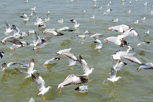 Seagull — Stock Photo, Image