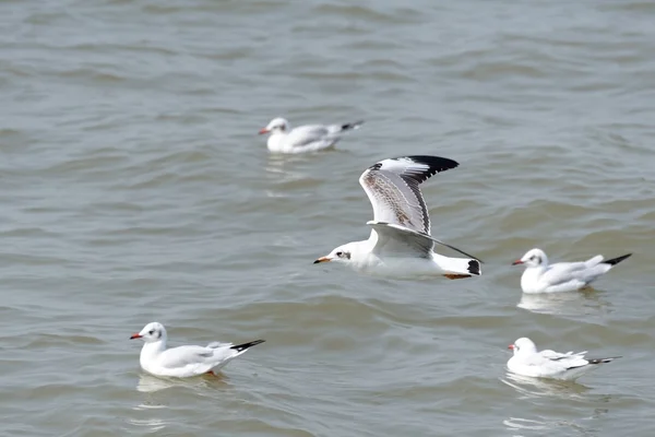 Gaviota —  Fotos de Stock