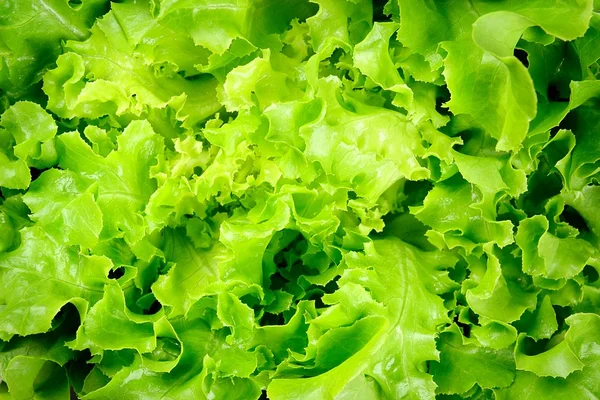 Lettuce — Stock Photo, Image