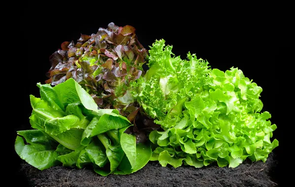 Lettuces — Stock Photo, Image