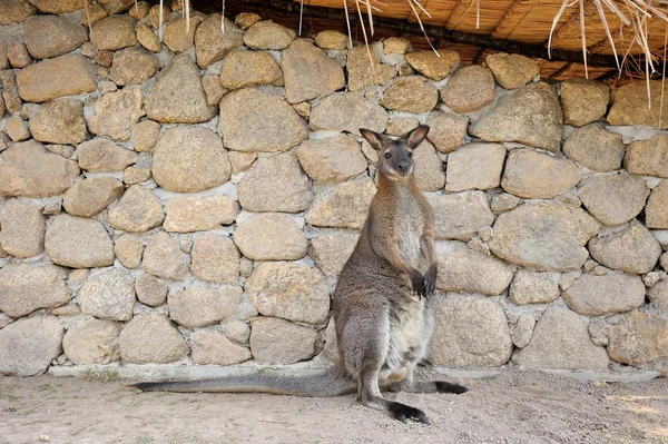 Wallaby — Stockfoto